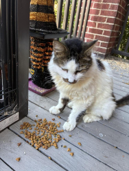 Found/Stray Unknown Cat last seen Westerwood near Friendly Ave Greensboro NC, Greensboro, NC 27402