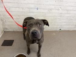 Shelter Stray Female Dog last seen CACTUS X SAN BERNARDINO AVE, 333 Chandler Pl, San Bernardino, CA 92408, USA