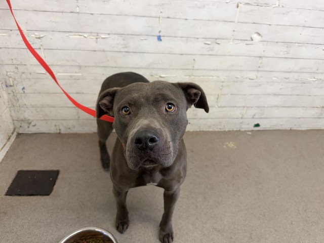 Shelter Stray Female Dog last seen CACTUS X SAN BERNARDINO AVE, 333 Chandler Pl, San Bernardino, CA 92408, USA