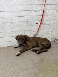 Shelter Stray Male Dog last seen TAMARIND AND ARROW, 333 Chandler Pl, San Bernardino, CA 92408, USA