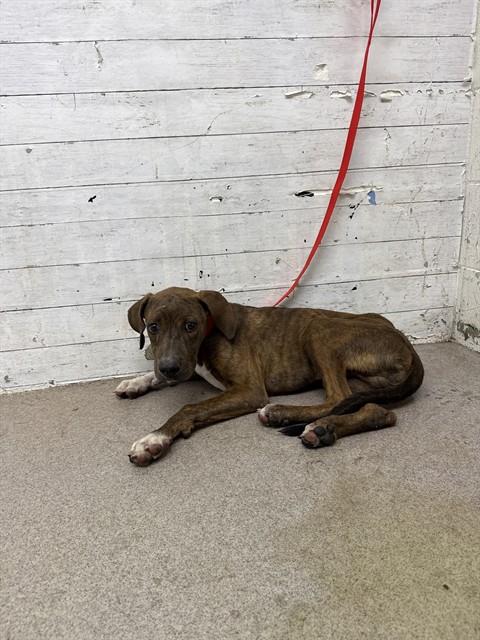 Shelter Stray Male Dog last seen TAMARIND AND ARROW, 333 Chandler Pl, San Bernardino, CA 92408, USA