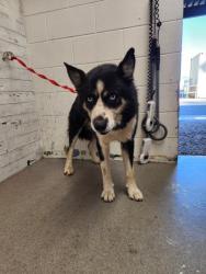 Shelter Stray Male Dog last seen Near BLOCK E E ST, 333 Chandler Pl, San Bernardino, CA 92408, USA