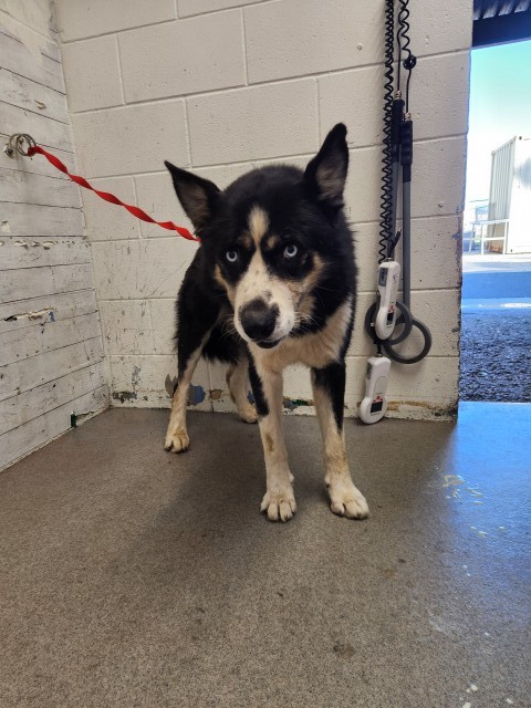 Shelter Stray Male Dog last seen Near BLOCK E E ST, 333 Chandler Pl, San Bernardino, CA 92408, USA