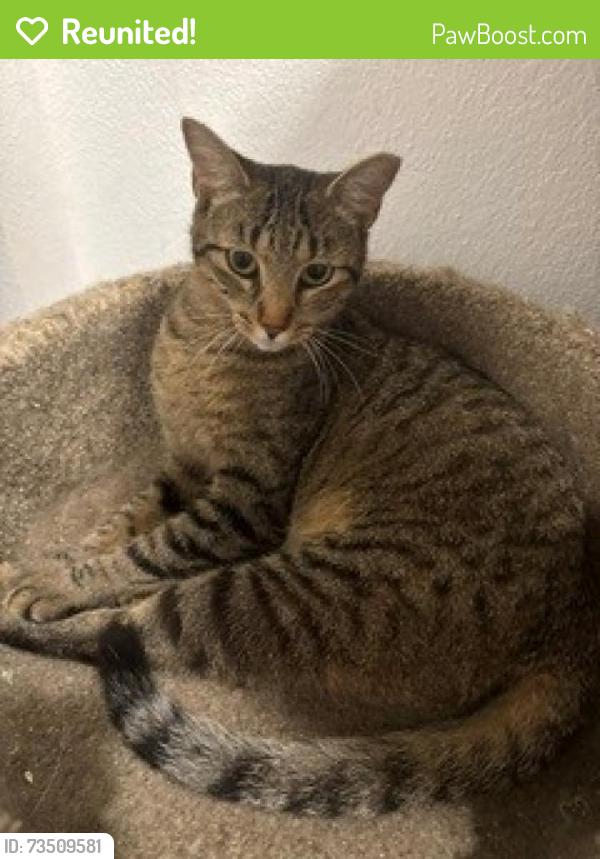 Reunited Female Cat last seen Diamond River Dr, Rosenberg, TX 77471, USA, Rosenberg, TX 77471
