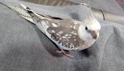 Lost Unknown Bird last seen Hopewell Dr & Rosehill Rd, Garland TX 75043, Garland, TX 75043