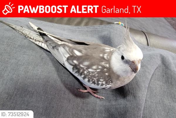 Lost Unknown Bird last seen Hopewell Dr & Rosehill Rd, Garland TX 75043, Garland, TX 75043