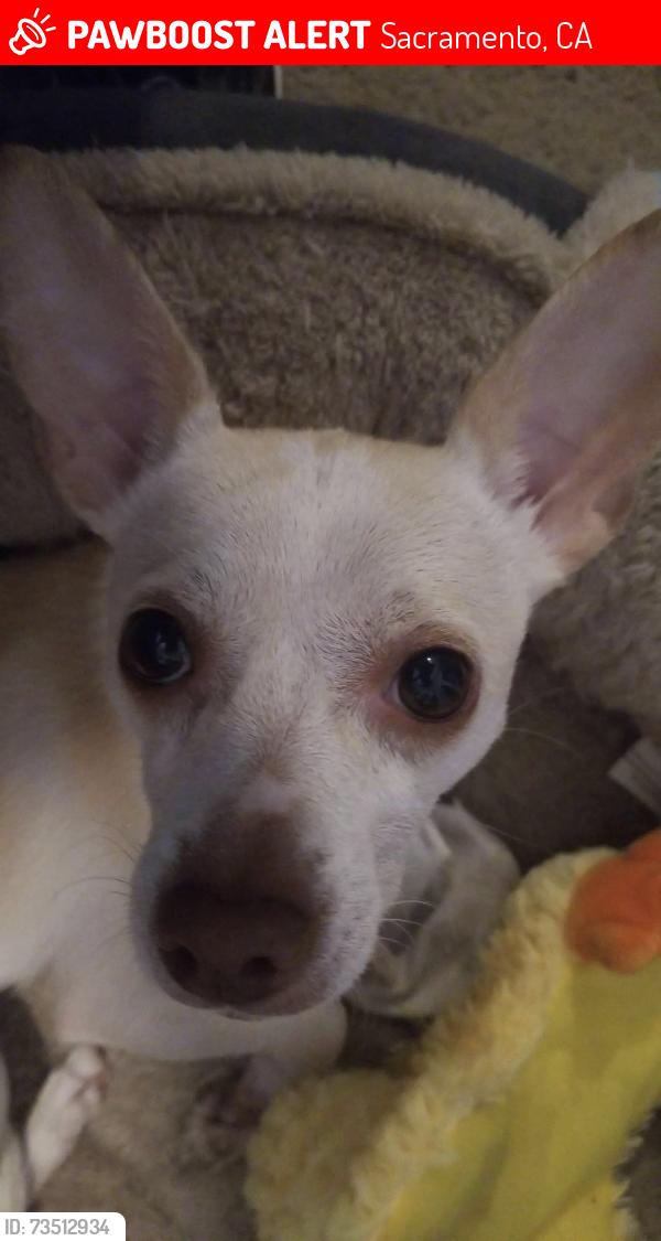 Lost Female Dog last seen Don Julio blvd, Sacramento, CA 95842