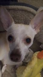 Lost Female Dog last seen Don Julio blvd, Sacramento, CA 95842