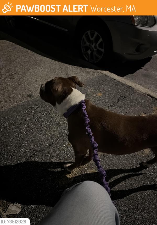 Surrendered Female Dog last seen Gage St & Berkeley St, Worcester, MA 01605