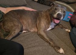 Found/Stray Female Dog last seen 25th and Mitthoeffer, Indianapolis, IN 46204