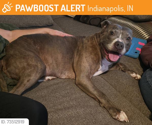 Found/Stray Female Dog last seen 25th and Mitthoeffer, Indianapolis, IN 46204