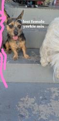 Found/Stray Female Dog last seen main & 95 th St, Los Angeles, CA 90003