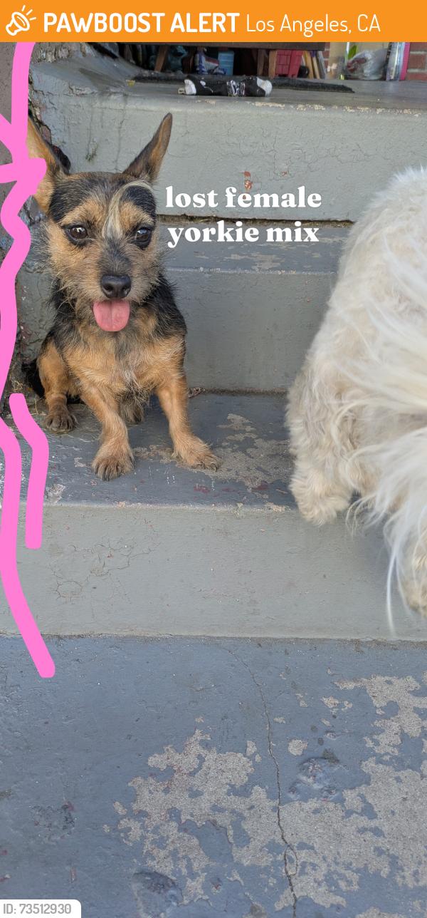 Found/Stray Female Dog last seen main & 95 th St, Los Angeles, CA 90003