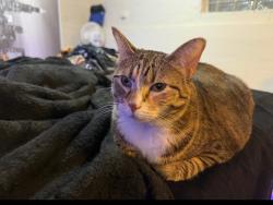Reunited Female Cat last seen Oakton and Orchard St, Des Plaines, IL 60018
