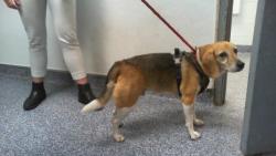 Shelter Stray Male Dog last seen CHARLOTTE, 8315 Byrum Dr, Charlotte, NC 28217, USA