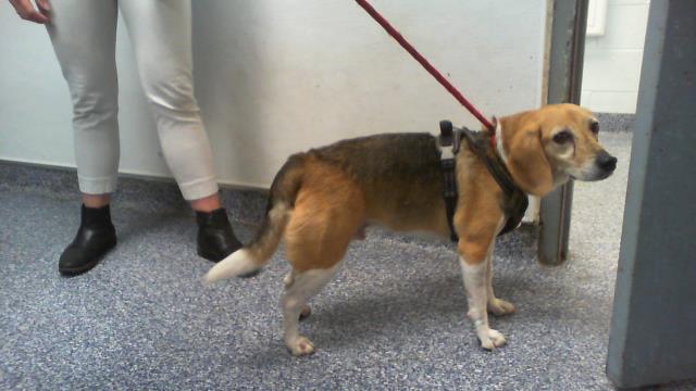 Shelter Stray Male Dog last seen CHARLOTTE, 8315 Byrum Dr, Charlotte, NC 28217, USA