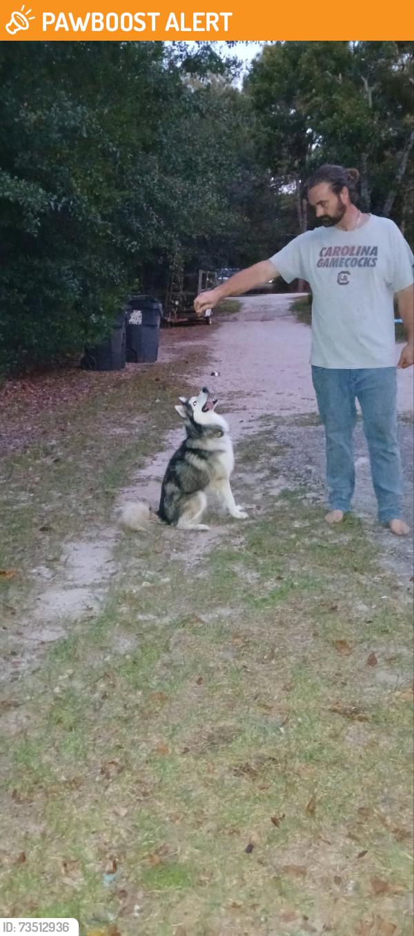 Found/Stray Unknown Dog last seen Nazareth Td, Lexington County, SC 29073