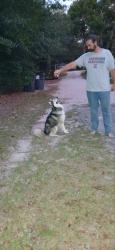 Found/Stray Unknown Dog last seen Nazareth Td, Lexington County, SC 29073