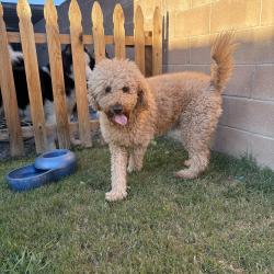 Found/Stray Female Dog last seen langdon ave and tupper st, Los Angeles, CA 91343