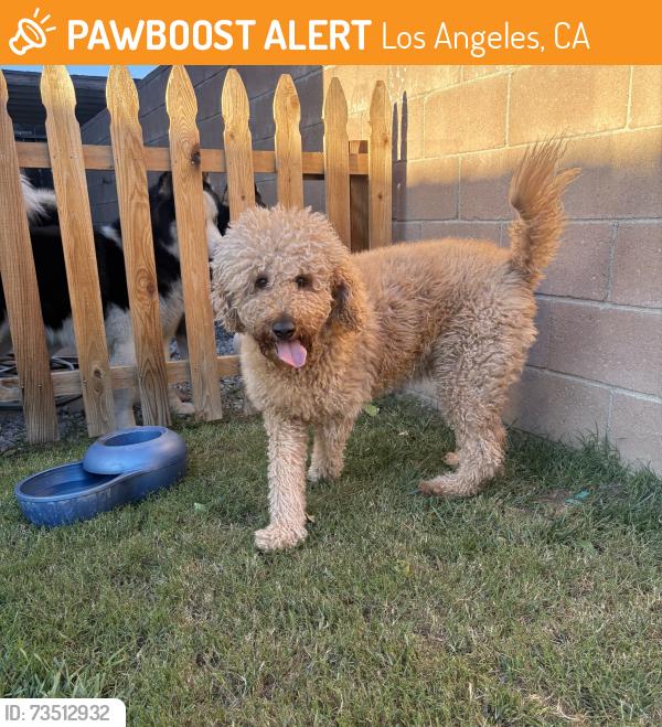 Found/Stray Female Dog last seen langdon ave and tupper st, Los Angeles, CA 91343