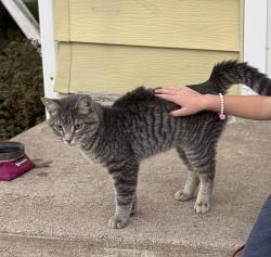 Found/Stray Male Cat last seen Norma Kelley Park, 41st and Xenia, Robbinsdale, MN 55422