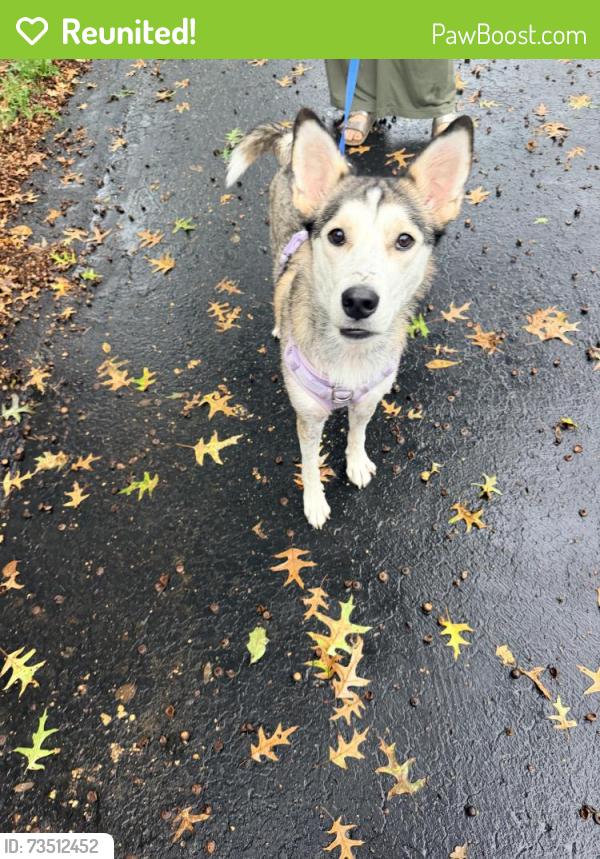 Reunited Unknown Dog last seen Wornall & Main, Kansas City, MO 64114