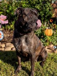 Shelter Stray Female Dog last seen Near BLOCK BEECHER ST, 3528 Newburg Rd, Louisville, KY 40218, USA