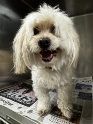 Shelter Stray Male Dog last seen , 14409 Vanowen St, Van Nuys, CA 91405, USA
