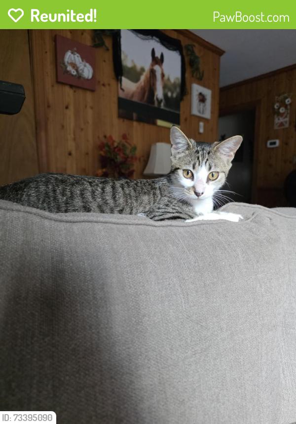 Reunited Female Cat last seen Near Mangohick Cir, Aylett, VA 23009, USA, Aylett, VA 23009