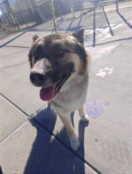 Shelter Stray Male Dog last seen , 4275 Elton St, Baldwin Park, CA 91706, USA