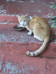 Found/Stray Male Cat last seen Santa Mateo Gibson, Albuquerque, NM 87108