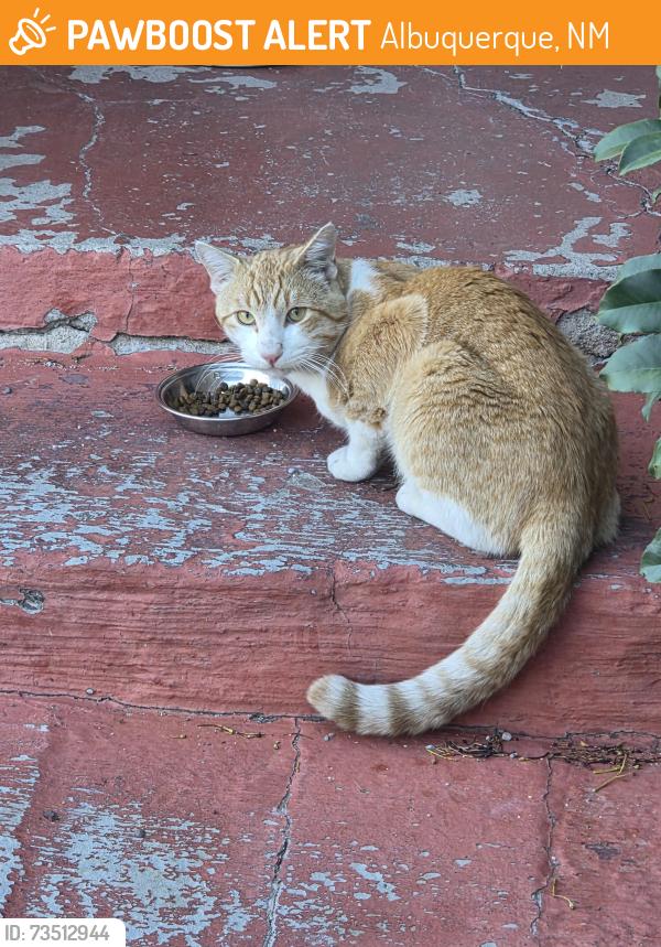 Found/Stray Male Cat last seen Santa Mateo Gibson, Albuquerque, NM 87108