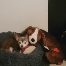 Lost Male Dog last seen New Hope Road, Fayetteville, GA 30214