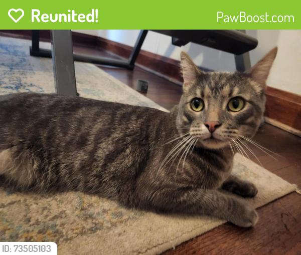 Reunited Unknown Cat last seen Ozanam & Cullom a couple blocks from J. Giles Elementary School, Norridge, IL 60706