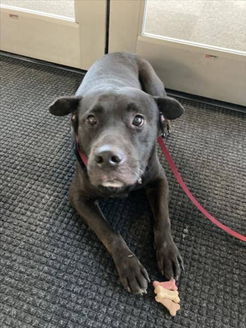 Shelter Stray Female Dog last seen Near BLOCK N OLIVER AVE, WICHITA KS 67208, 3303 N Hillside St, Wichita, KS 67219, USA