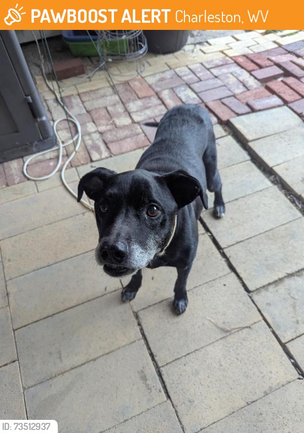 Found/Stray Male Dog last seen Originally spotted at Cato Park, Charleston, WV 25302