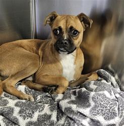 Shelter Stray Male Dog last seen Near BLOCK RICHARDS AVE, BAKERSFIELD CA 93307, 3951 Fruitvale Ave, Bakersfield, CA 93308, USA