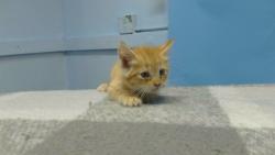 Shelter Stray Male Cat last seen , 216 W Victoria St, Gardena, CA 90248, USA