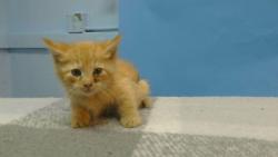 Shelter Stray Male Cat last seen , 216 W Victoria St, Gardena, CA 90248, USA