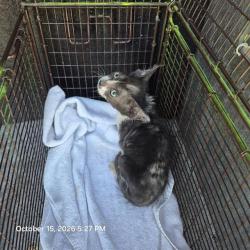 Shelter Stray Male Cat last seen Near BLOCK S FLORES, 4710 TX-151, San Antonio, TX 78227, USA