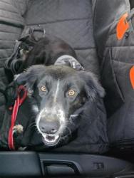 Shelter Stray Male Dog last seen , 4710 TX-151, San Antonio, TX 78227, USA