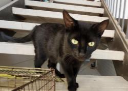 Shelter Stray Male Cat last seen Near BLOCK MAINLAND DR, 4710 TX-151, San Antonio, TX 78227, USA