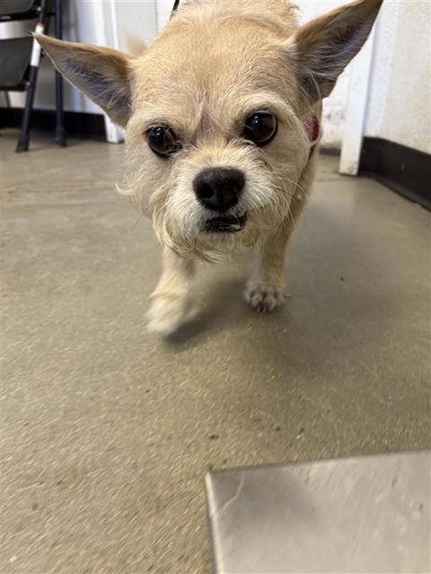 Shelter Stray Female Dog last seen Near BLOCK E TULARE ST, FRESNO CA 93727 4047, 5277 E Airways Blvd, Fresno, CA 93727, USA