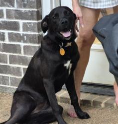 Found/Stray Unknown Dog last seen Ridgecrest Road, Jackson, TN 38305