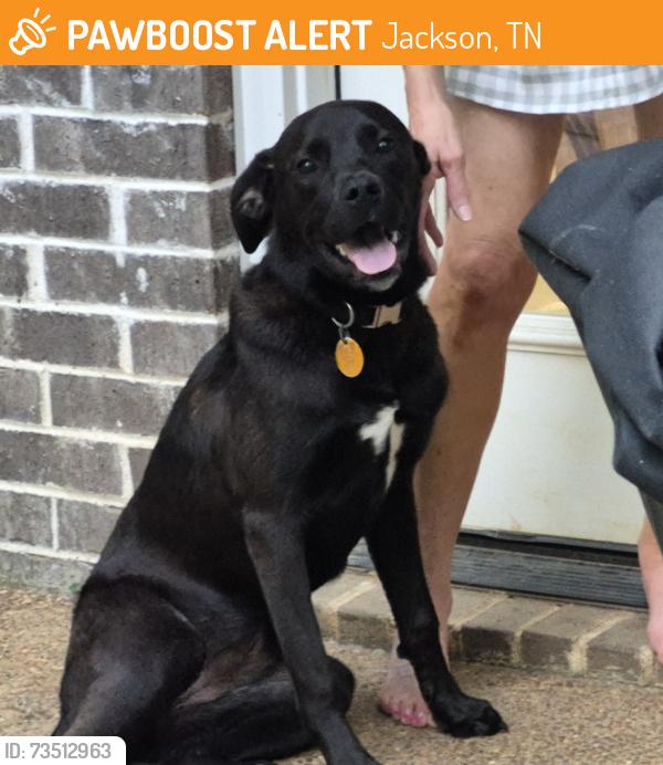 Found/Stray Unknown Dog last seen Ridgecrest Road, Jackson, TN 38305