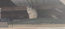 Found/Stray Unknown Cat last seen Main & 23rd Vancouver, Vancouver, BC V5V 3N9