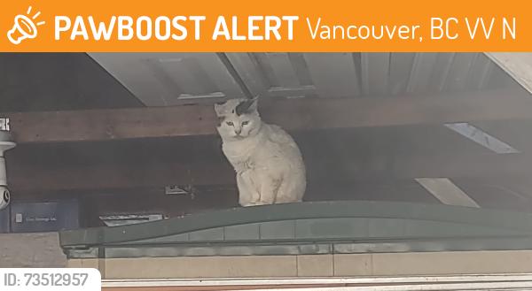 Found/Stray Unknown Cat last seen Main & 23rd Vancouver, Vancouver, BC V5V 3N9