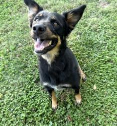 Shelter Stray Female Dog last seen Near E Emory Rd., Knox County ASO, TN, 3201 Division St, Knoxville, TN 37919, USA