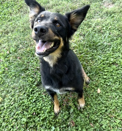Shelter Stray Female Dog last seen Near E Emory Rd., Knox County ASO, TN, 3201 Division St, Knoxville, TN 37919, USA