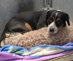 Shelter Stray Female Dog last seen Coloma Way / Magnolia Way, Roseville City, CA, 200 Tahoe Ave, Roseville, CA 95678, USA